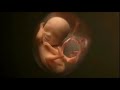 Formation of Baby in Mother's womb full video (0 to 9 months)