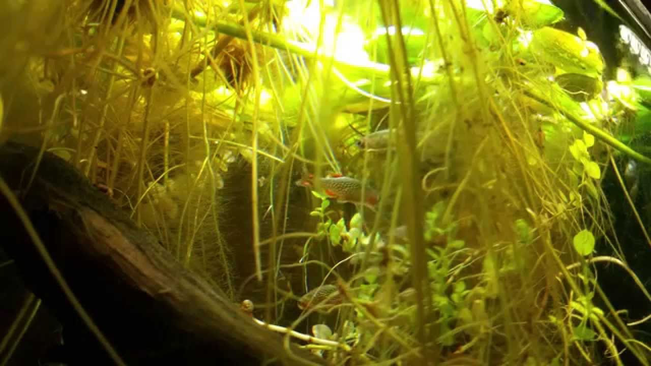 Aquarium fish Galaxy Rasbora's YouTube