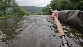 A spring Salmon from the Wye on a fly!