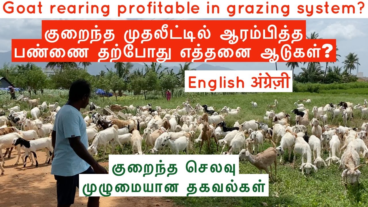 Goat Rearing Profitable In Grazing System Successful Goat Farm In