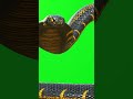 shnek Capcut use #viral #video #shortvideo #shorts #shorts #short #tranding #comment #song #capcut