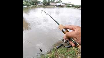 Câu lure cá lóc bằng mồi mềm SM05 chì chạy #fishing
