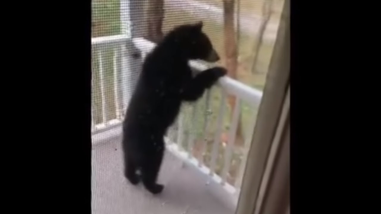 videos for cats Nothing to see here - just a bear cub exploring this front porch!
