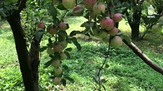 Insecticide spray on peaches ’declining‘ apple production