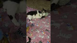 It Took Him 20 Minutes to Like the Toy 😭
