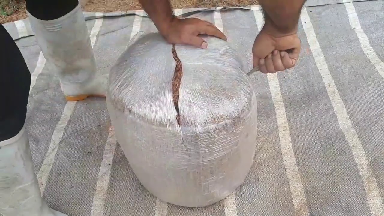 Feeding fruit pulp silage to dairy cattle