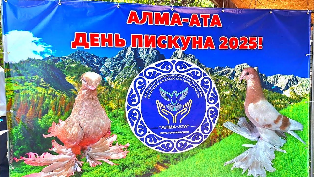 День Пискуна Алматы 2025. Атмосфера мероприятия Голубеводов Казахстана. #голуби #деньпискуна