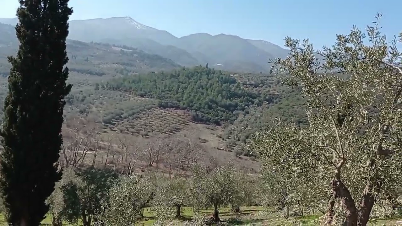 Καλλιέργεια ελιάς και διαφοροποίηση οφθαλμών.