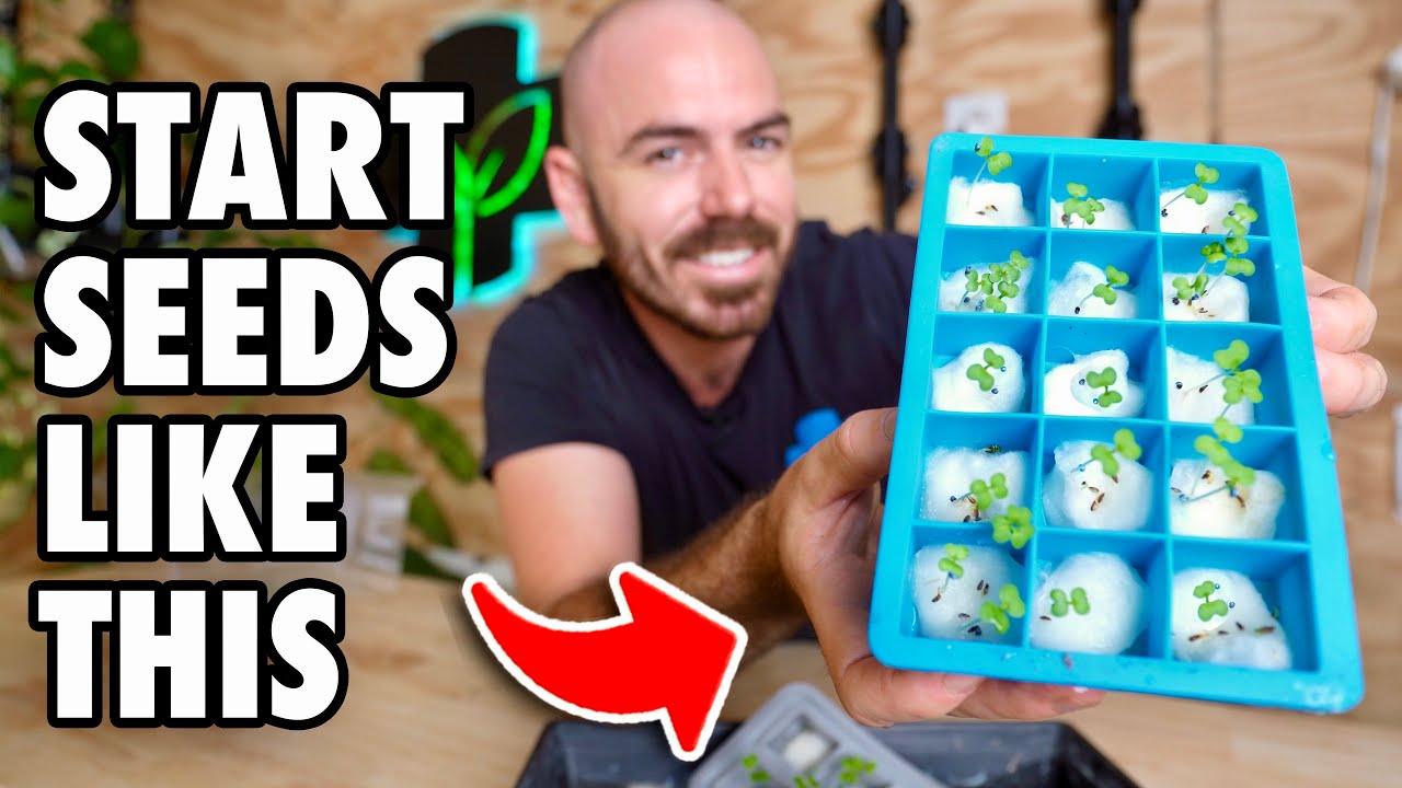 Новый лучший способ выращивания семян!
