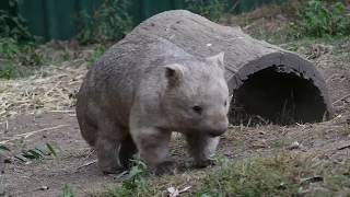 Wombats are not pets