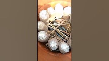 Mushroom bags sterilization. Everything is possible 🤩#trending  #short #mushroom