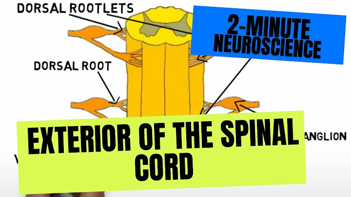 2-Minute Neuroscience: Exterior of the Spinal Cord