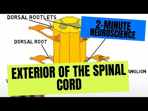 2-Minute Neuroscience: Exterior of the Spinal Cord