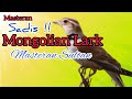 MASTERAN SULTAN MONGOLIAN LARK | TEMBAKAN KASAR