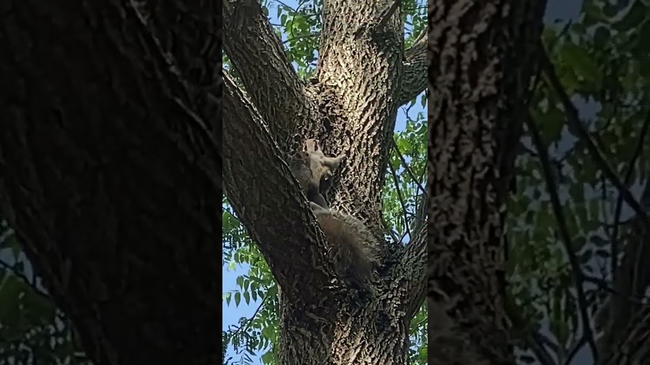 Squirrels Mating