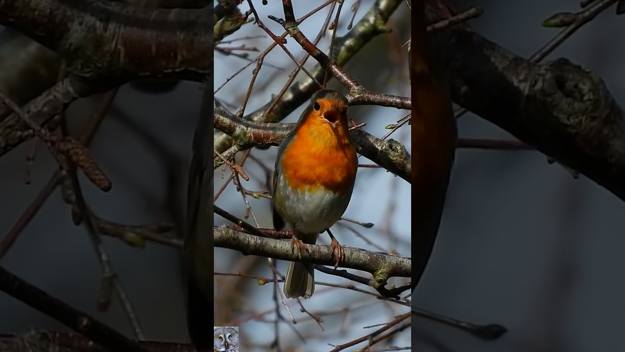 European robin singing chirping Rødstrupe sang Rotkehlchen gesang Roodborst geluid 