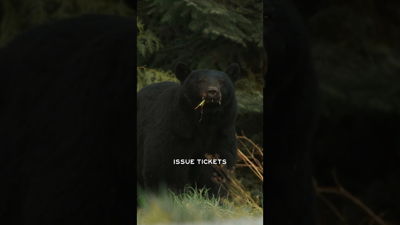Plastic trash is killing Colorado bears