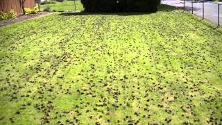 Example of Double Lawn Aeration