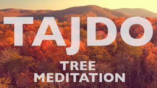🌊TAJDO TREE MEDITATION 5' AMBIENT MUSIC Peaceful Healing Music for Deep Meditation Sleep Yoga Relax