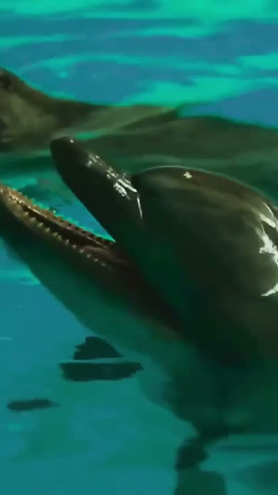 Dolphin Laugh Sound 🐬 Asmr