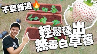 跟著我 白草莓也能在家種！！！無毒草莓秘訣公開！挑戰種植超高級白草莓🍓 | 保證成功的草莓種植方法 | 價格是一般草莓四倍以上 | 紅龍兄