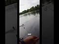 Is the rooster tail OG😤? #bassfishing #fishing #dogs #fypage #fishingtips #sportfishing #fish #pug
