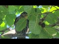 Back yard birds and friends up close June 18, 2026
