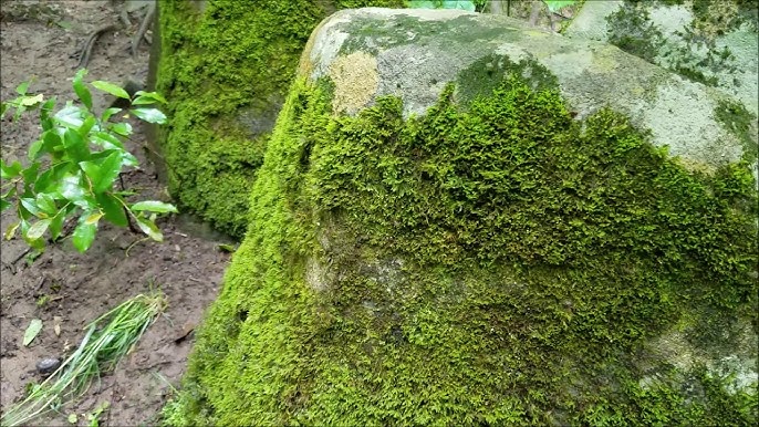 Moss Rocks! - Moss & Stone Gardens 