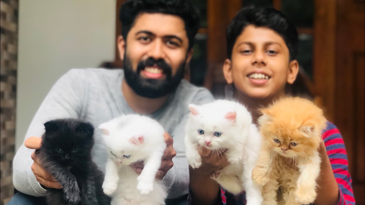 all-about-persian-cats-best-food-for-persian-cat-persian-cat-s