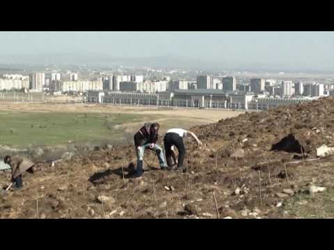 ნერგები, მახათას მთაზე