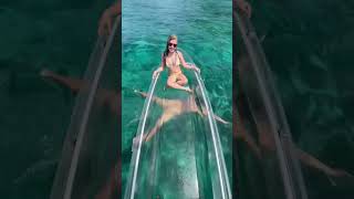 Dolphin encounter