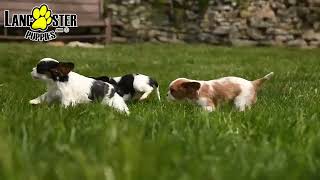Outgoing Cavalier King Charles Spaniel Puppies