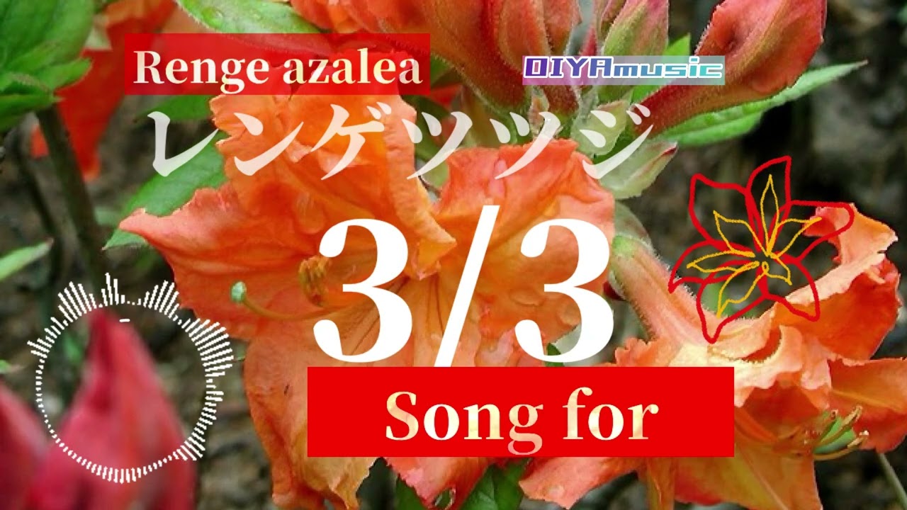 【3/3生まれのあなたへ】レンゲツツジ　〜birthday's song for you〜 #birthday #music #song #nemophila #303
