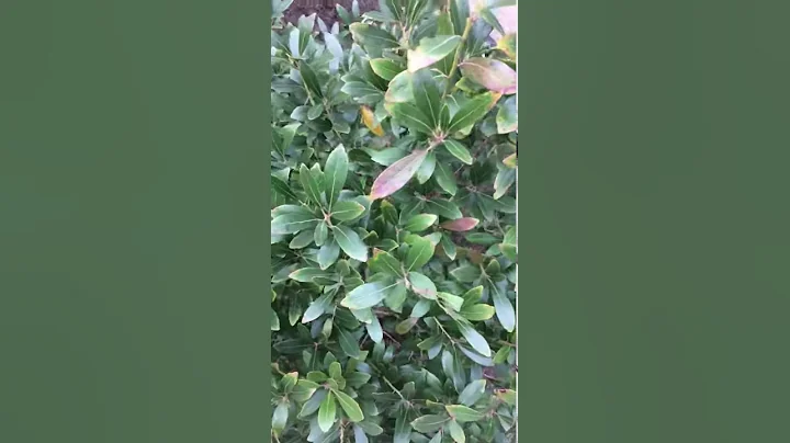 The life of a bush