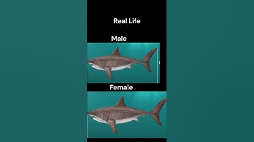 Logic in Hungry Shark World #shorts #memes #logic #hungrysharkworld #megalodon #shark