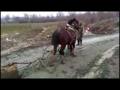 Sargo i Cvjetko vl. Ranč Zelena Dolina