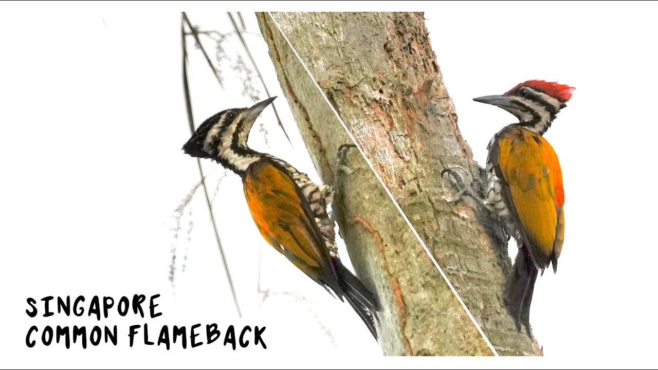 Common Flameback Pecking Hard