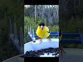 Chardonneret jaune #birds