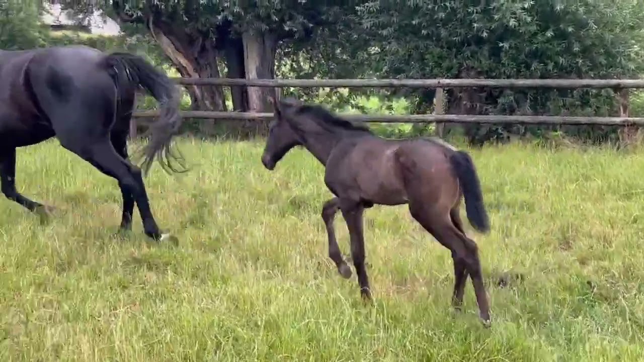 Tynnval van Amstel ( ExtremeUS x Hometown), 2023