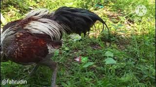 CIRI CIRI AYAM MANGON SUPER