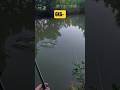 Hatalmas Ponty Feederbottal #horgász #fishing #feederfishing #carp #carpfishing