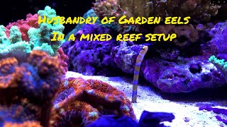 Husbandry of garden eels in a mixed reef setup