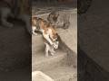 Mama Cat Protecting Her Cute Kitten 🐱❤️ | Adorable Cat Family Moments