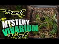 MYSTERY LIZARD VIVARIUM OVERHAUL!!