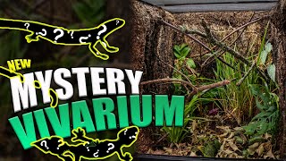 Mystery Lizard Vivarium Overhaul