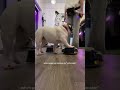 @mikfrick: Orson just waiting for his treat 😂 Aspen is also much more advanced than Orson!