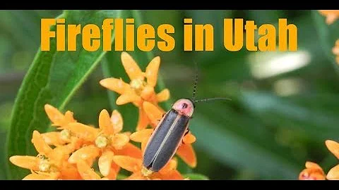 Firefly Lightning Bugs In Utah