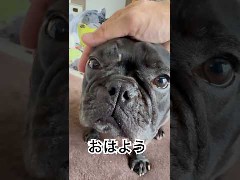 【今朝の凛さん】朝ルーティンを終えたフレンチブルドッグの表情🐶#frenchie #frenchbulldog #frenchbulldoglife #shorts