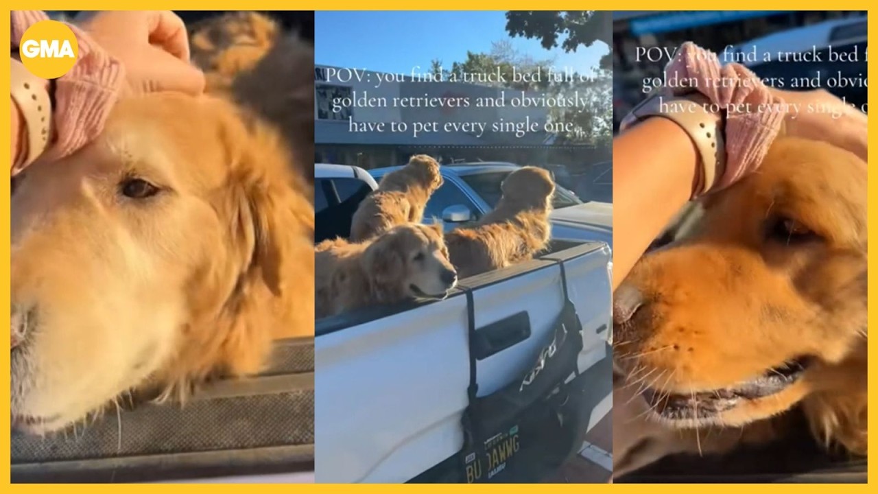 See golden retrievers, pet golden retrievers - YouTube