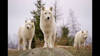 See The Animals At The Toronto Zoo